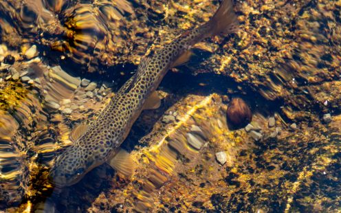 Pieplife saving endangered fish