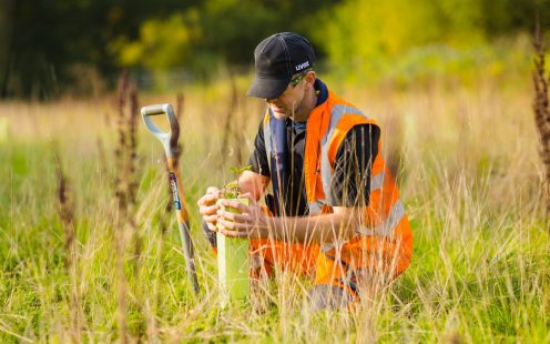 Man planting a tree