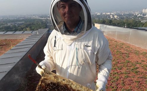 Honeybees on Pipelife HQ Rooftop