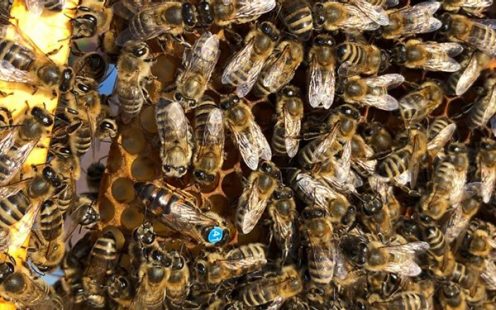 Can you spot the queen?